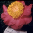 Gigantea Red